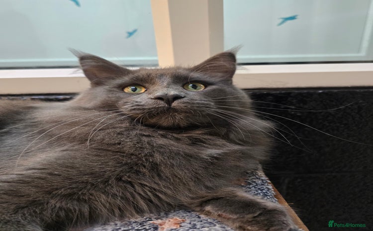 Maine Coon cats - Advert 2