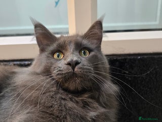 Maine Coon cats - Advert 26