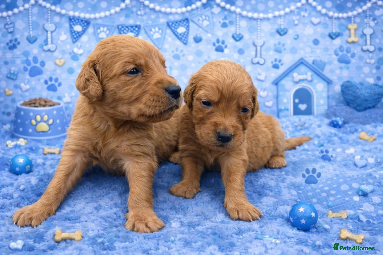 Golden Retriever dogs KC Dark Golden Retrievers 🧬 Health Tested Parents - Advert 4