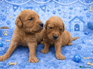 Golden Retriever dogs KC Dark Golden Retrievers 🧬 Health Tested Parents - Advert 5