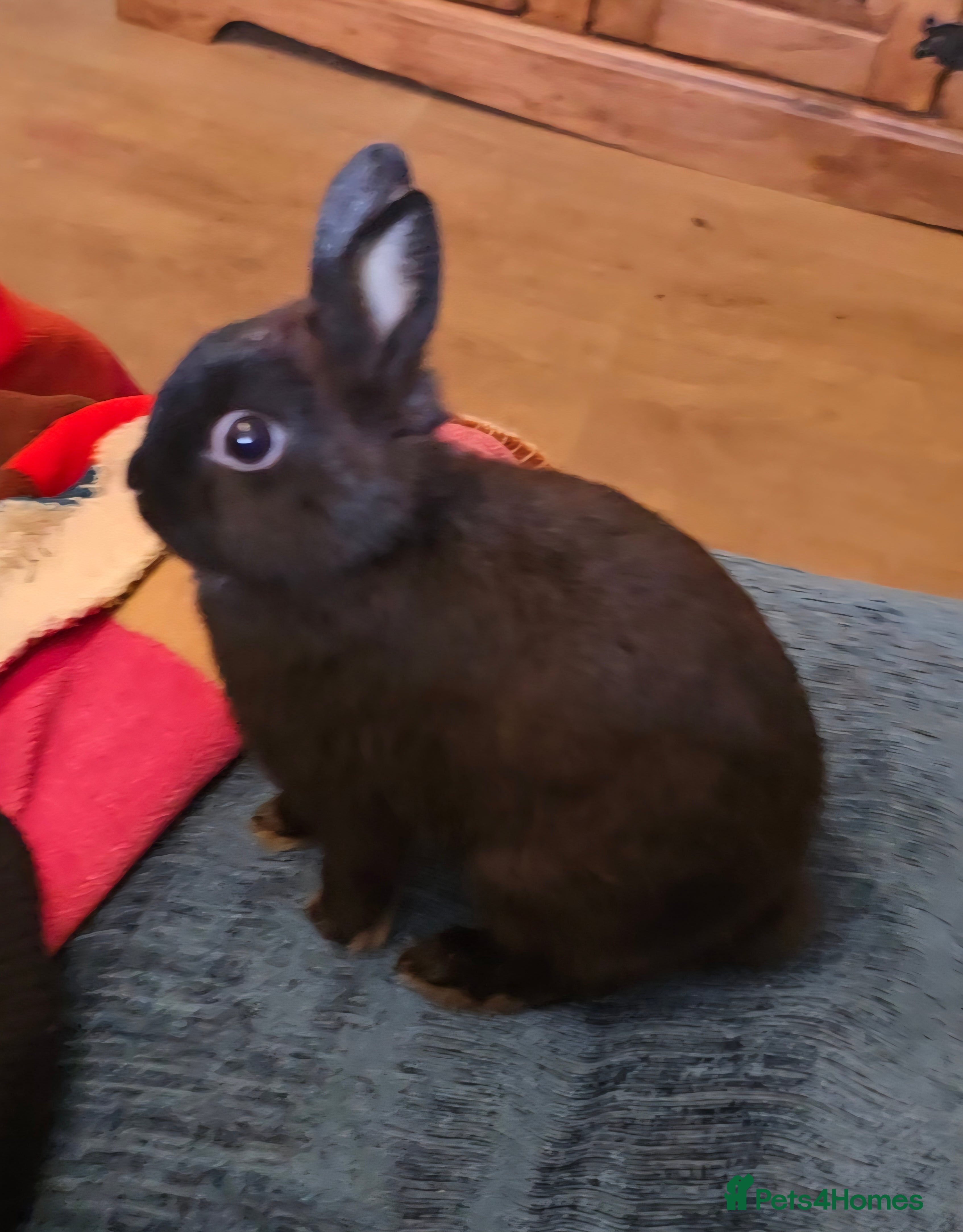 Netherland Dwarf rabbits Netherland dwalf rabbit  - Advert 2