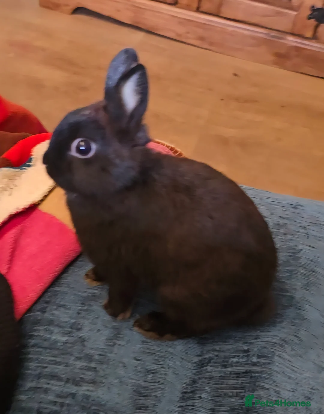 Netherland Dwarf rabbits for sale: Netherland dwalf rabbit  in Doncaster - Advert 1