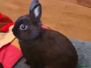 Netherland Dwarf rabbits Netherland dwalf rabbit - Advert 2