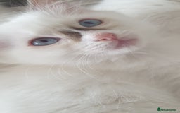 Ragdoll cats for sale: Beautiful GCCF lilac and Cream Point kittens - Image 37