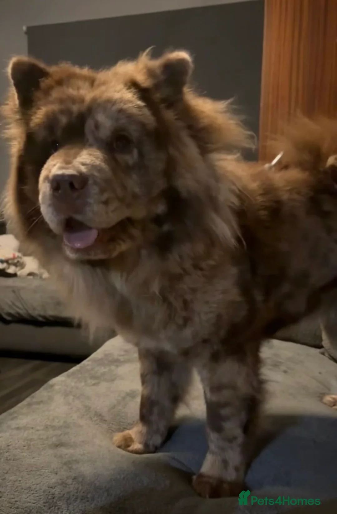 Chow Chow dogs for sale: Chow chow puppies in Edinburgh - Advert 1