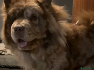 Chow Chow dogs Chow chow puppies in Edinburgh - Advert 1