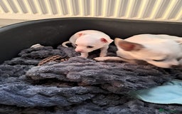 Chihuahua dogs for sale: Chihuahua puppy boy  - Image 4
