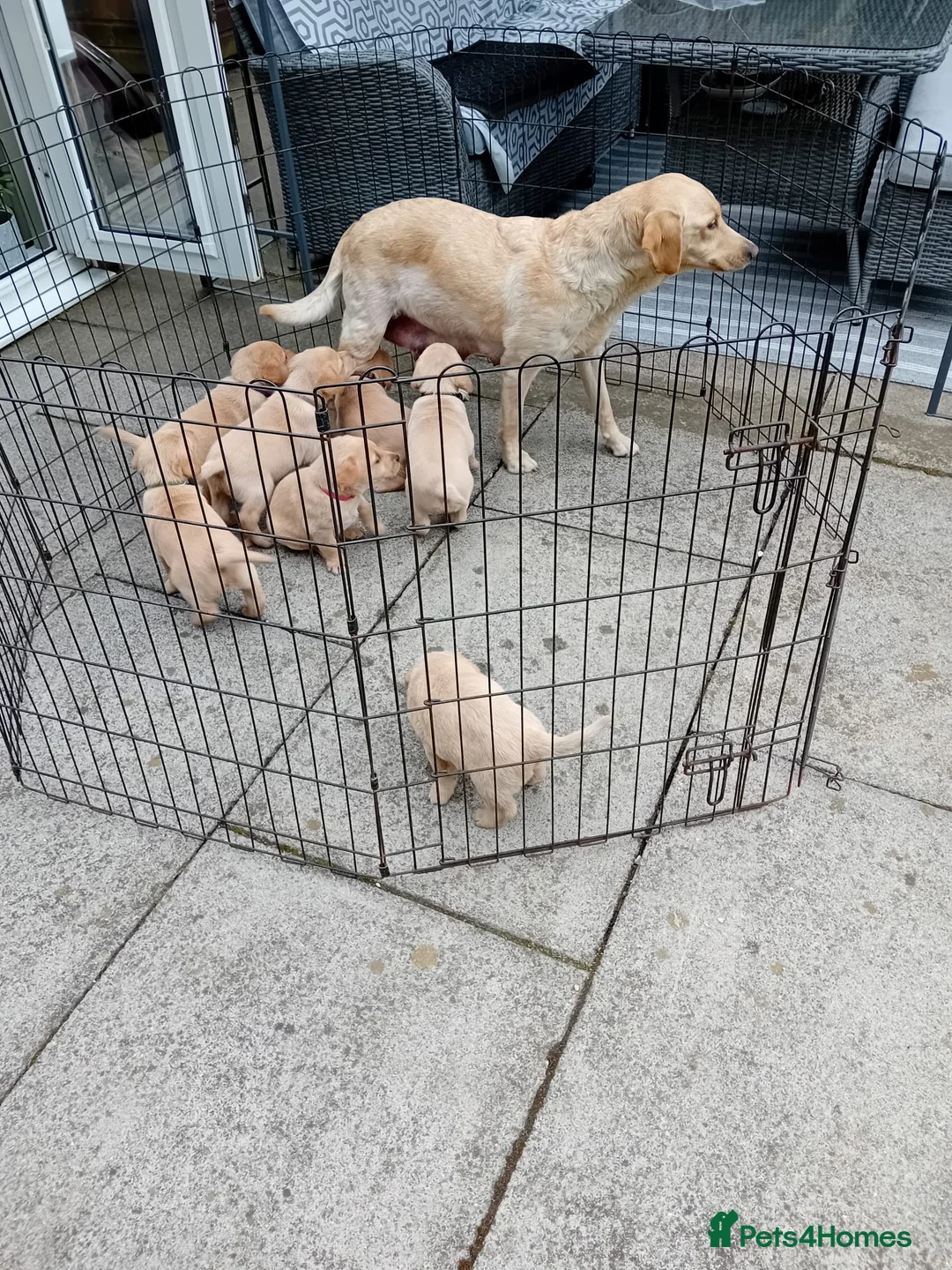 Labrador Retriever dogs for sale: Beautiful KC Golden Labrador Puppies for Sale - Advert 17