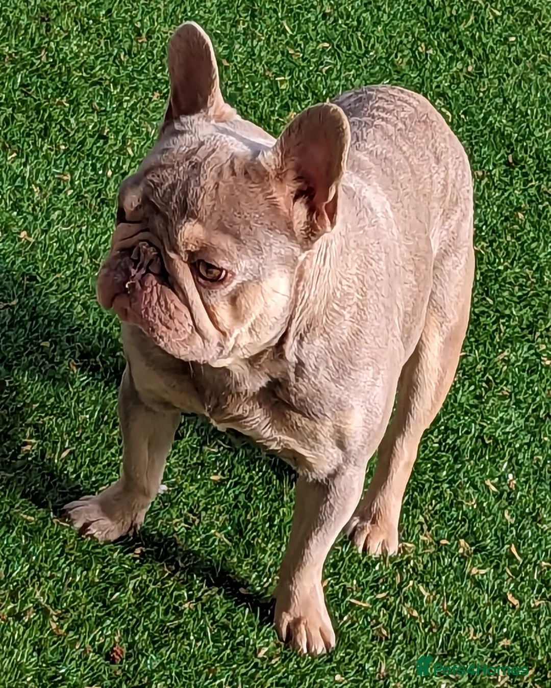 French Bulldog dogs for stud: Tiny 8kg Isabella and tan quad  - Advert 13