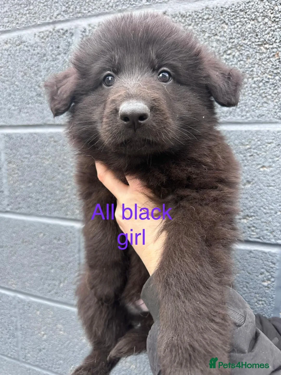 German Shepherd dogs for sale: KC registered German shepherds  - Advert 2