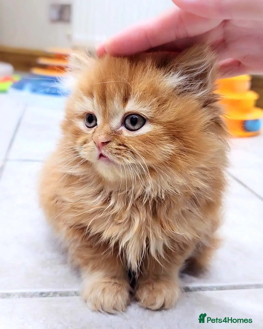 British Shorthair cats for sale: Last Available Calico Girl – Unique & Sweet Nature - Advert 14