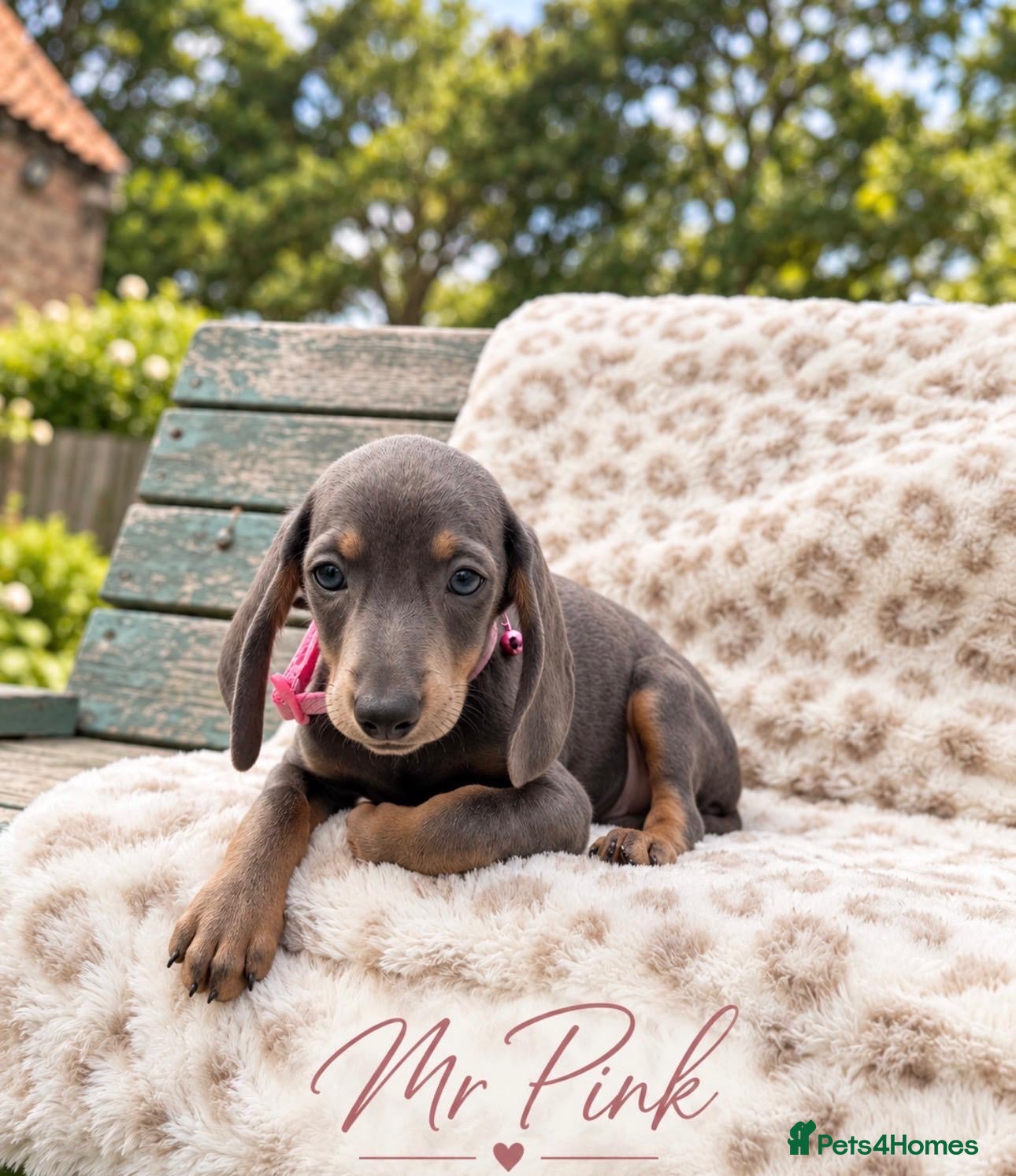 Miniature Dachshund dogs Blue&Tan Miniature Dachshund Boy Read Description - Advert 1