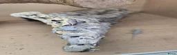 Bearded Dragon reptiles for sale: Baby bearded dragon  in Bridgend - Advert 12
