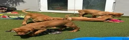 Labrador Retriever dogs for sale: Kc reg Fox red Labradors puppy now reduced  - Advert 11