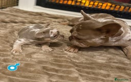 French Bulldog dogs for sale: Rojo and Isabella Merle Pups - Image 10