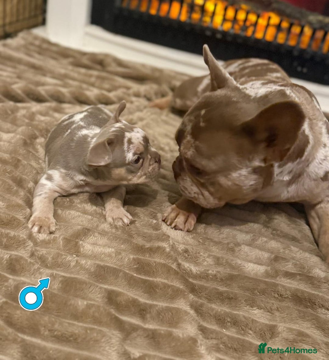 French Bulldog dogs for sale: Rojo and Isabella Merle Pups - Image 10