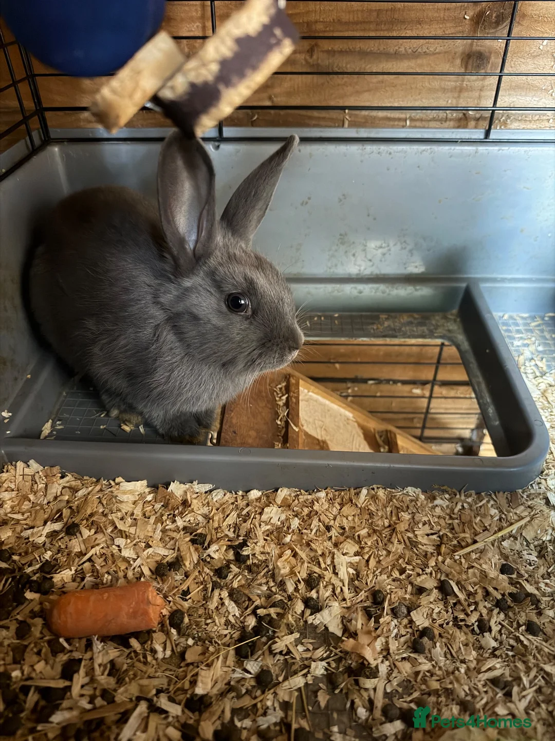 Mixed Breed rabbits for sale: Mixed breed Rex and New Zealand for sale females  - Advert 2