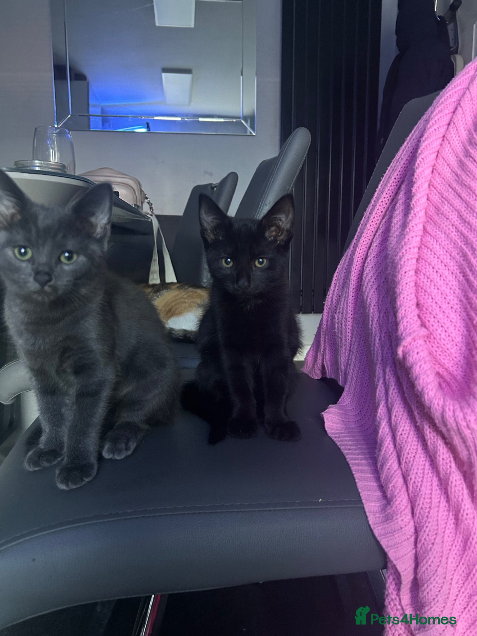 Mixed Breed cats 1 left! Adorable tabby x British Ready family home - Advert 1