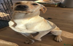 Mixed Breed dogs for sale: New foster or adoption home needed🏡 - Image 11