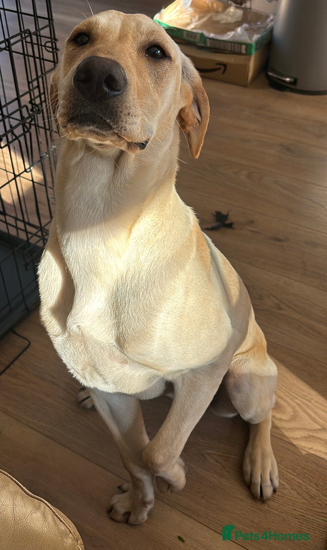 Mixed Breed dogs for sale: New foster or adoption home needed🏡 - Image 11