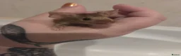 Mouse rodents for sale: Young female mice - Advert 2