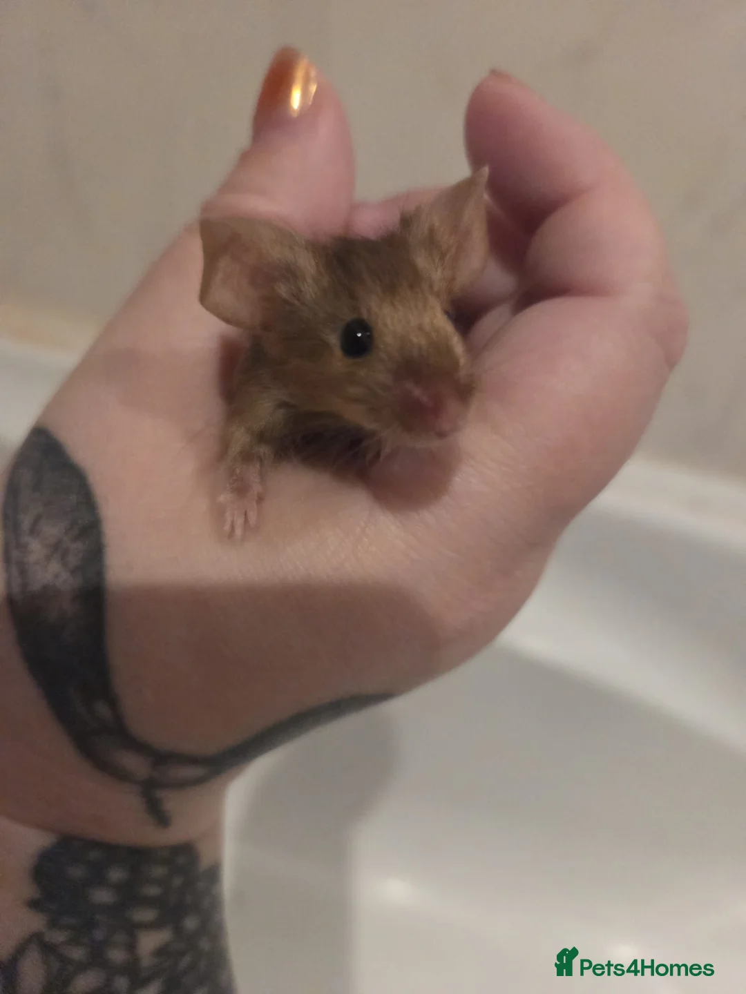Mouse rodents for sale: Young female mice - Advert 2
