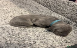 Weimaraner dogs for sale: 🐾 KC Registered Weimaraner Puppies 🐾 - Image 7