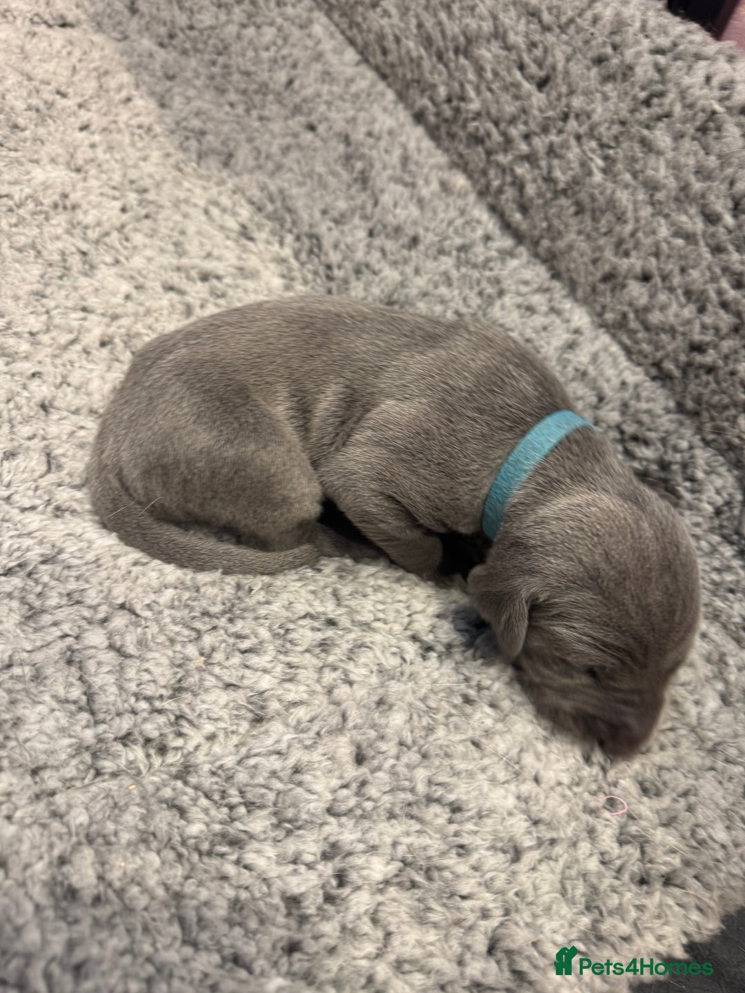 Weimaraner dogs for sale: 🐾 KC Registered Weimaraner Puppies 🐾 - Image 7