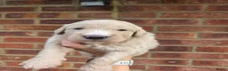 Goldendoodle dogs for sale: 🐾 Beautiful F1 Goldendoodle Puppies Available 🐾  - Advert 12