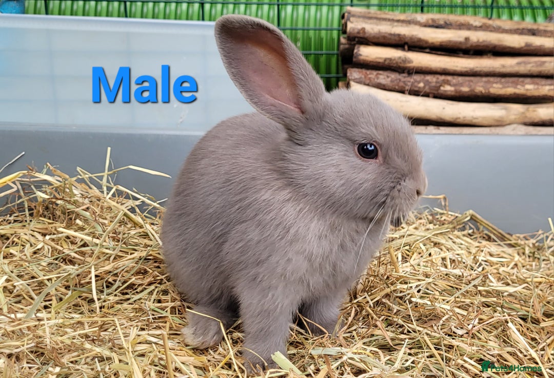 Mini Lop rabbits for sale: Beautiful Mini Lops - READY TO LEAVE - Image 13