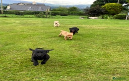 Labrador Retriever dogs for sale: Labrador pups - Image 2
