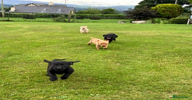 Labrador Retriever dogs - Advert 9