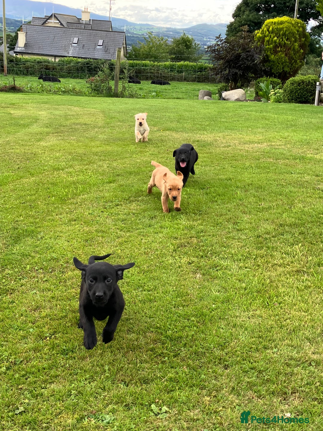 Labrador Retriever dogs for sale: Labrador pups - Image 2