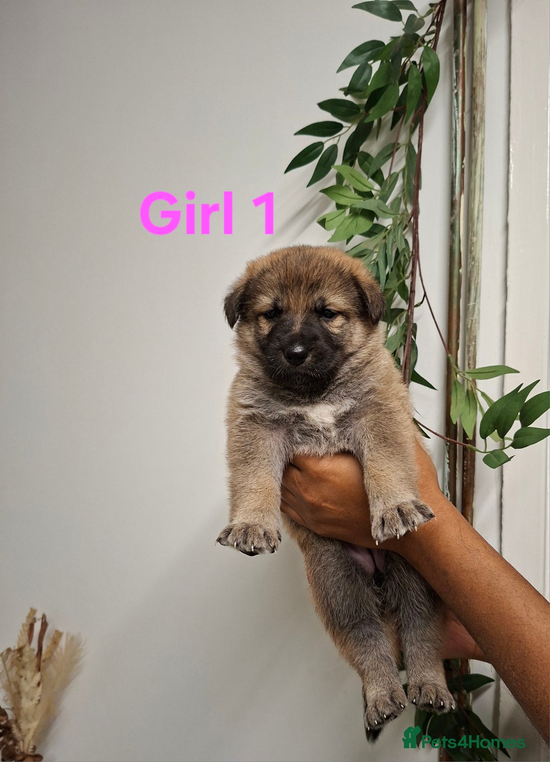 German Shepherd dogs for sale: German shepherd pups 🐶  - Image 2