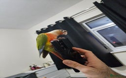 Conures birds for sale: Hand tame conure  - Image 2