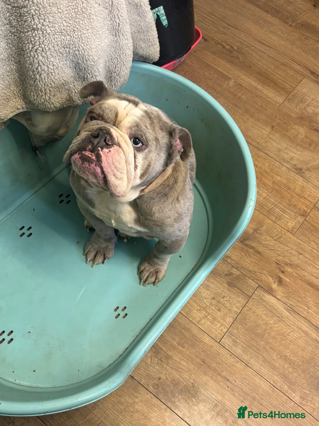 Old Tyme Bulldog dogs for sale: 5 year old male bulldog needing a new home  - Advert 8