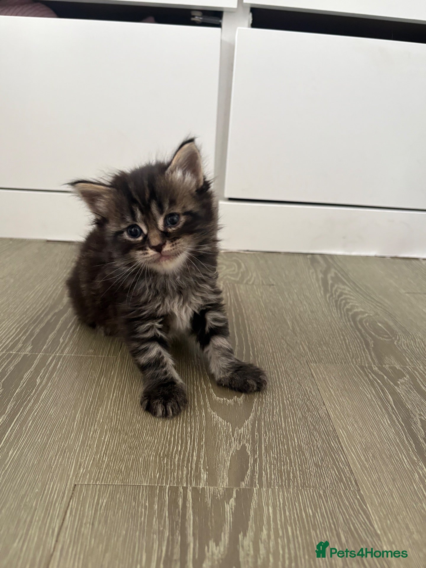 Maine Coon cats Maine coon kittens  - Advert 2