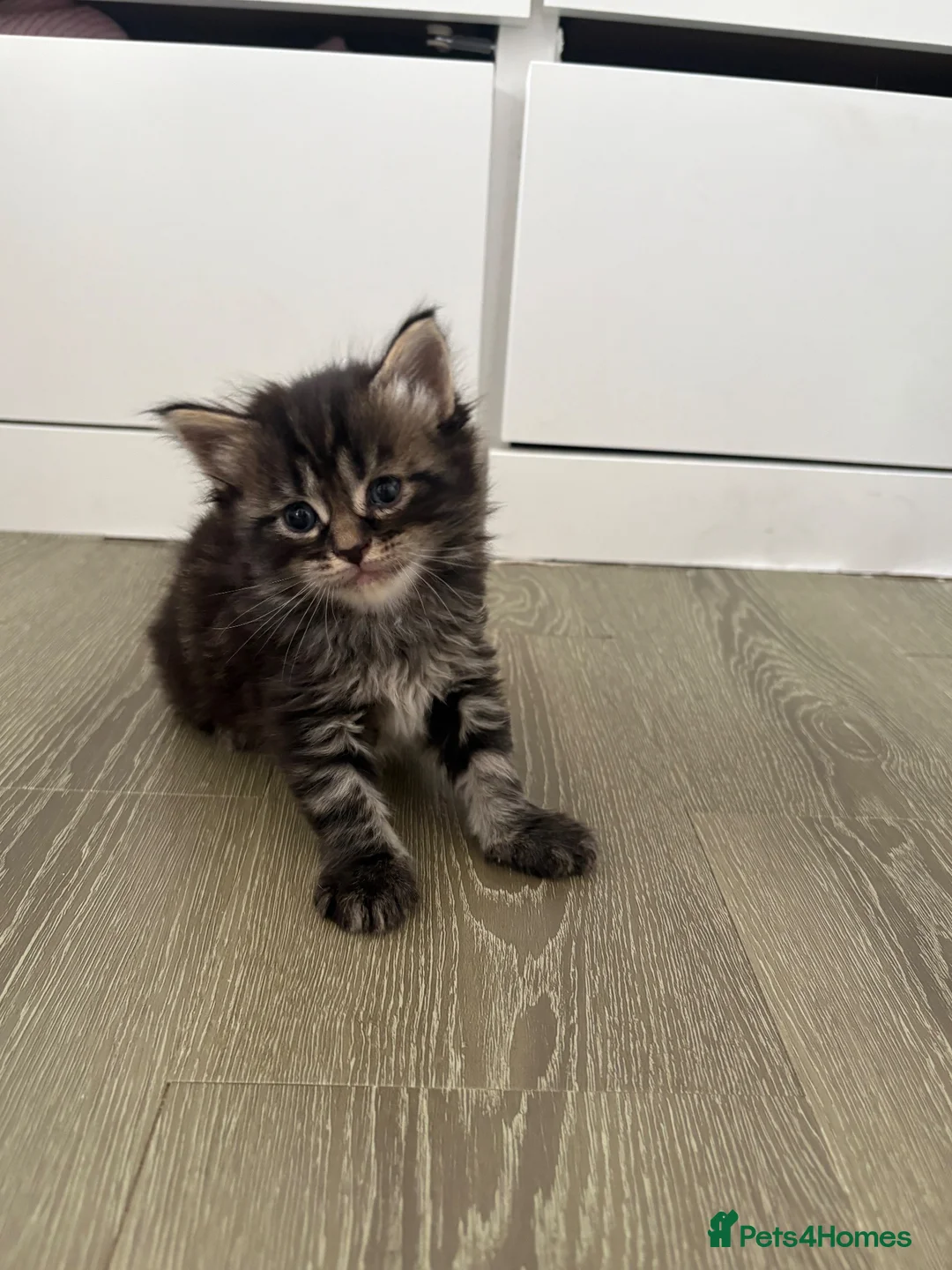 Maine Coon cats for sale: Maine coon kittens  in Winsford - Advert 2