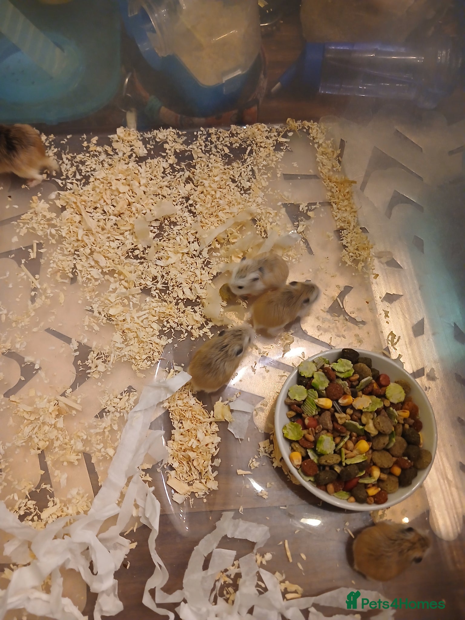 Hamster rodents Hamster - Advert 10