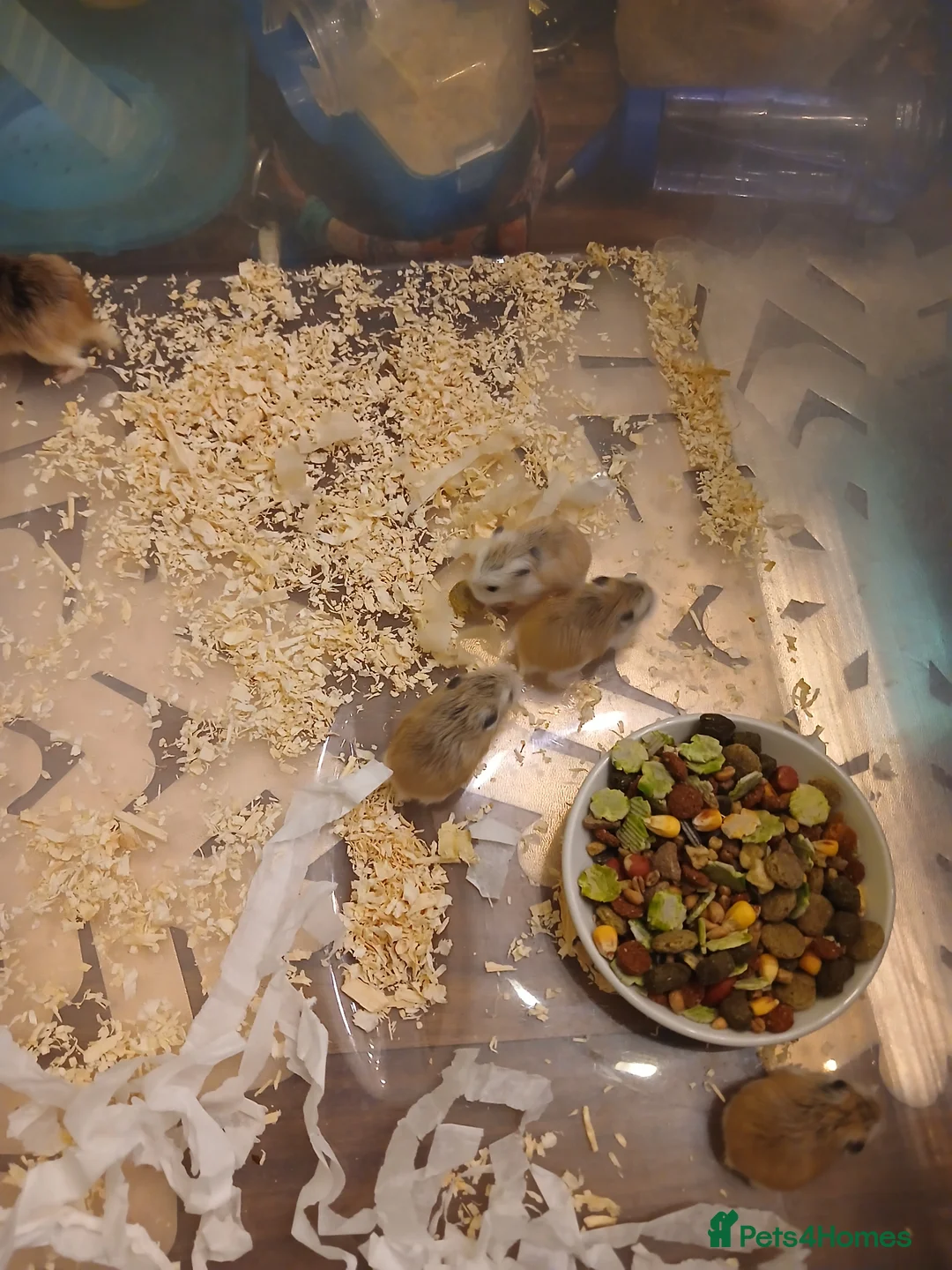 Hamster rodents for sale: Hamster - Advert 1