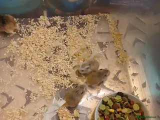 Hamster rodents Hamster - Advert 10