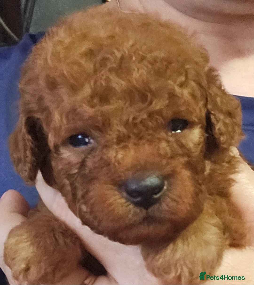 Toy Poodle dogs for stud: Stunning kc health tested toy poodle for stud - Advert 3