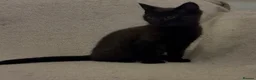 Mixed Breed cats for sale: 2 loving kittens needing forever homes - Advert 4