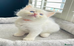 Ragdoll cats for sale: Stunning TICA reg Flame/Cream Boy - Image 5
