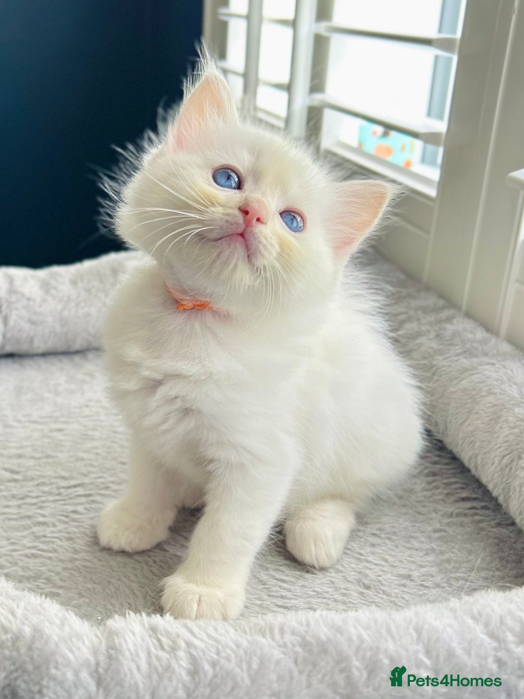 Ragdoll cats for sale: Stunning TICA reg Flame/Cream Boy - Image 5
