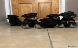 Miniature Schnauzer dogs for sale: KC Reg Miniature Schnauzer Puppies - Image 8