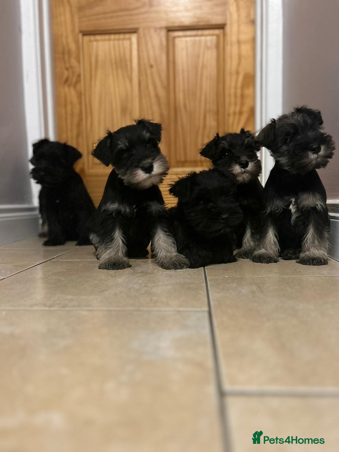 Miniature Schnauzer dogs for sale: KC Reg Miniature Schnauzer Puppies - Image 8
