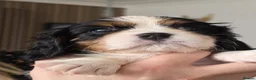 Cavalier King Charles Spaniel dogs for sale: Cavalier King Charles Spaniel KC Puppies - Advert 2