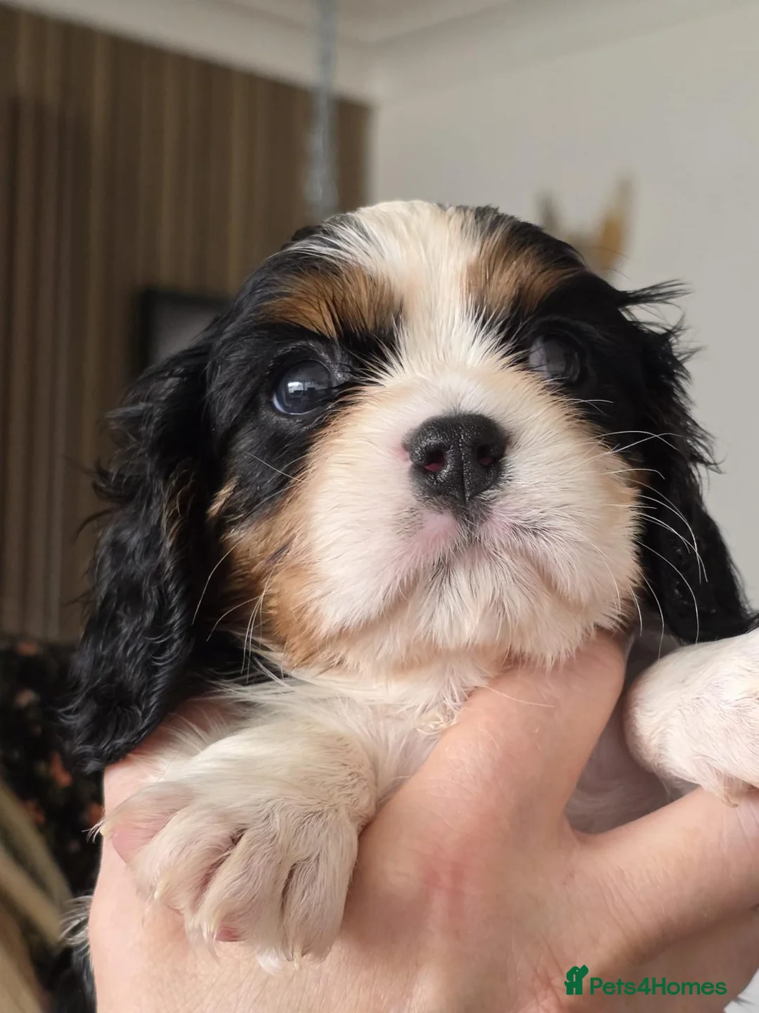Cavalier King Charles Spaniel dogs for sale: Cavalier King Charles Spaniel KC Puppies - Advert 2