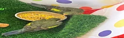 Parakeets birds for sale: Hand reared baby Rock Pebblers - Advert 6